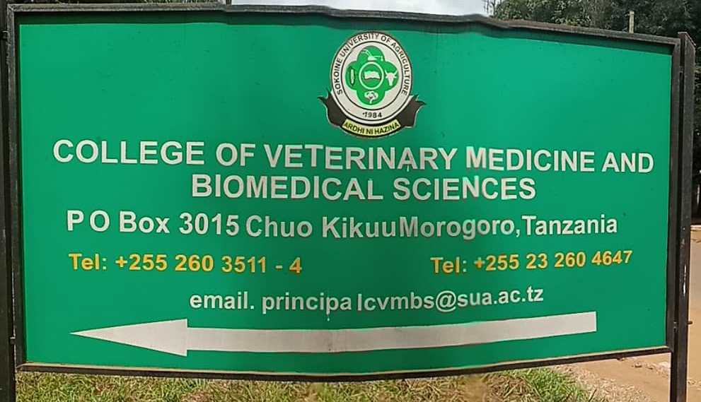 College kibao