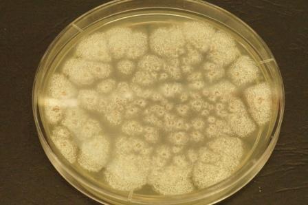 Aflatoxin plate